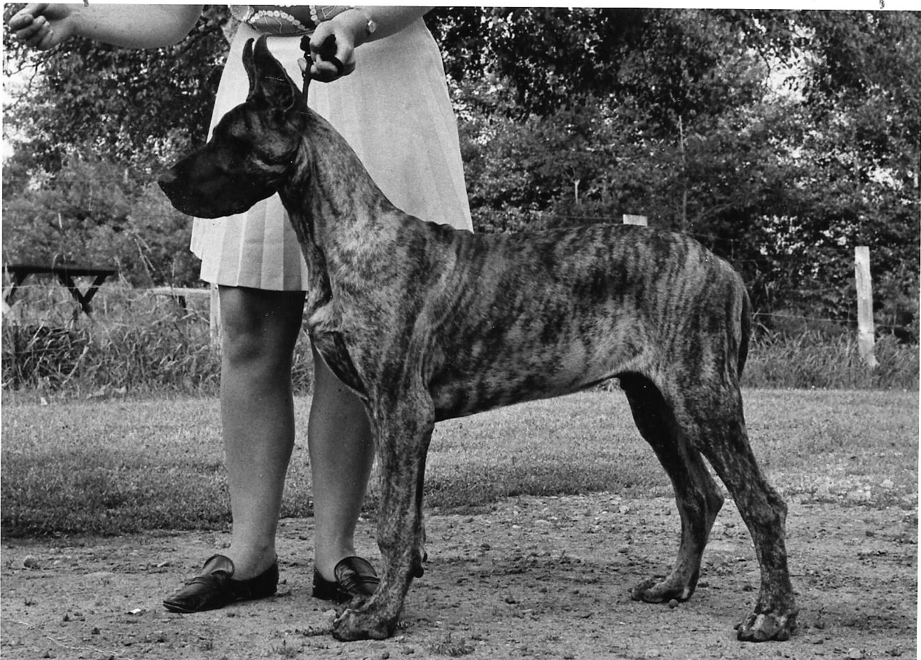 Titandanes Tangier - Puppy